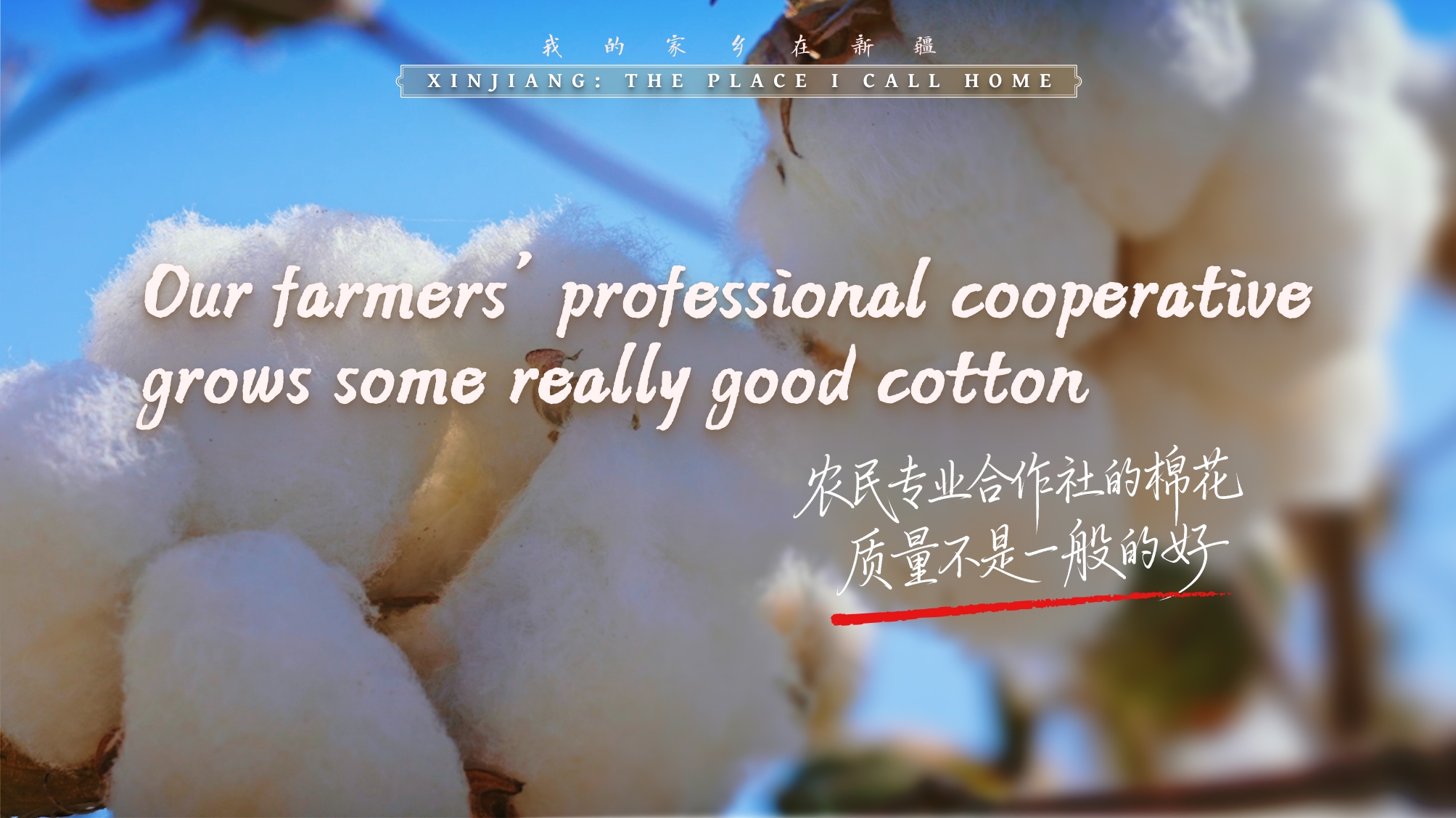 农民专业合作社的棉花，质量不是一般的好